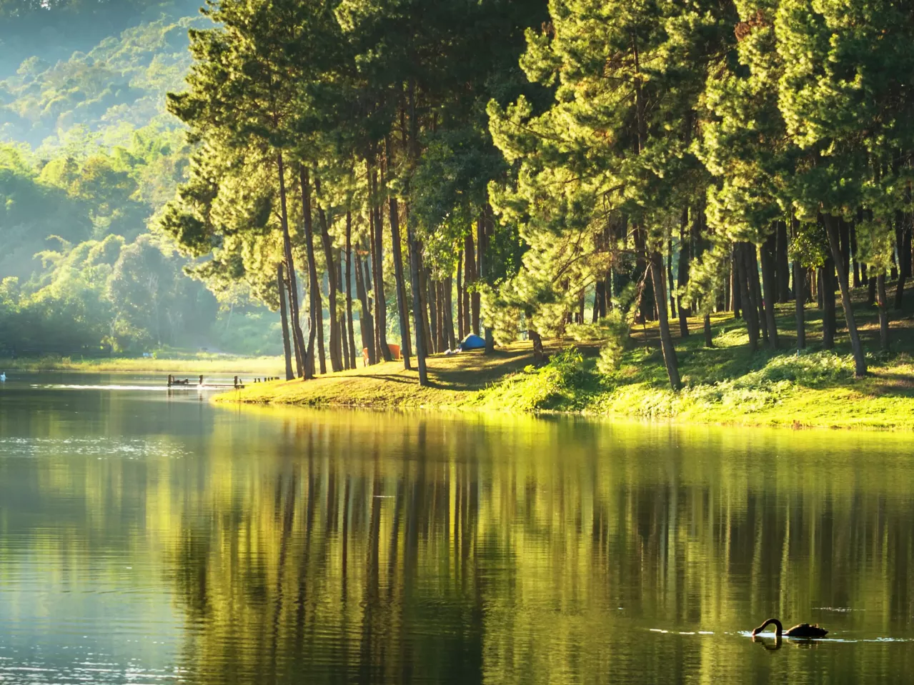 A serene lakeside scene with tall pine trees reflecting on calm water. A solitary duck swims in the lake, and sunlight filters through the trees, creating a peaceful atmosphere. A blue tent can be seen nestled among the trees in the background.