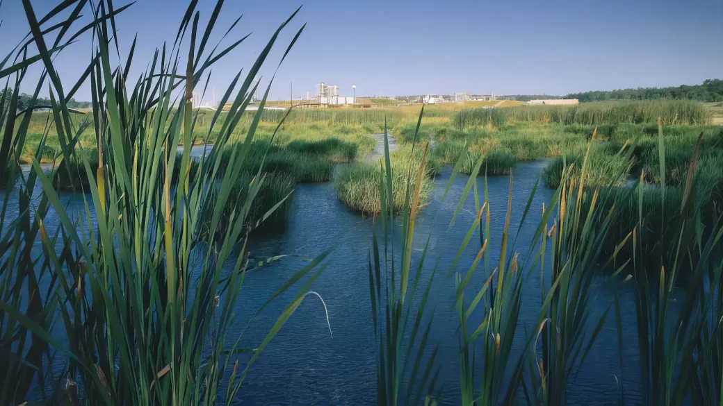 Photo of marsh on Magnolia plant property.