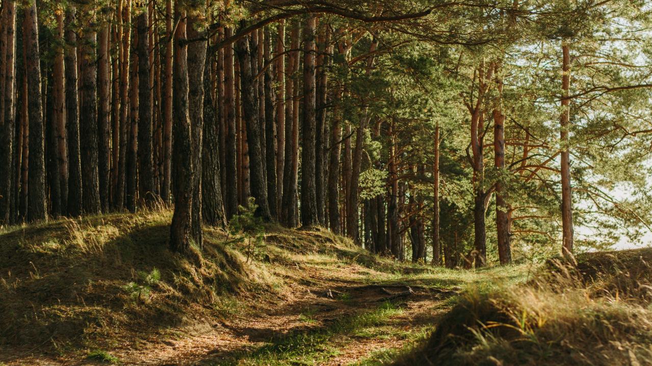 A Photo of Sunlight Streaming Through the Trees in a Forrest