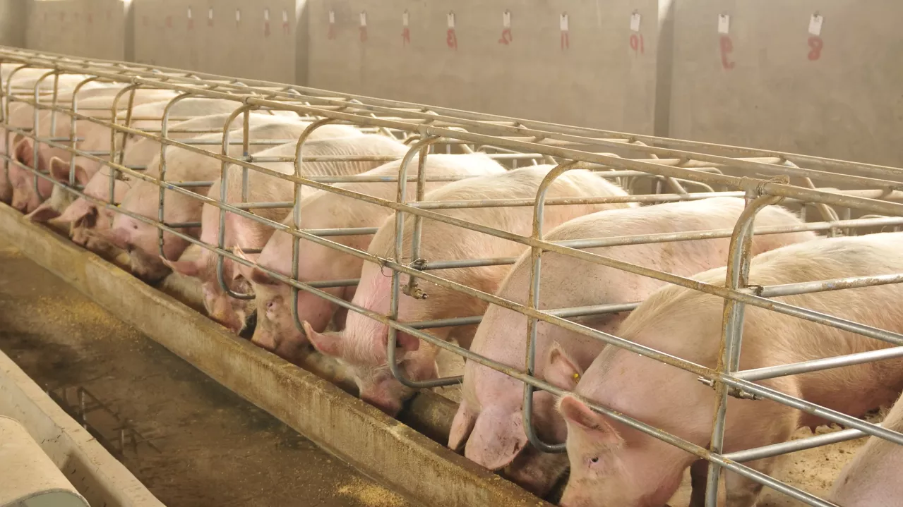 A row of pigs confined in a metal-barred pen at a farm, all facing the same direction, with feeding troughs visible in front of them.