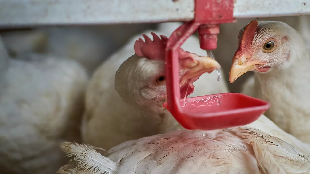 Two chickens drinking water from a red dispenser in a coop, focusing closely on their heads and the device, with one chicken's eyes meeting the camera.