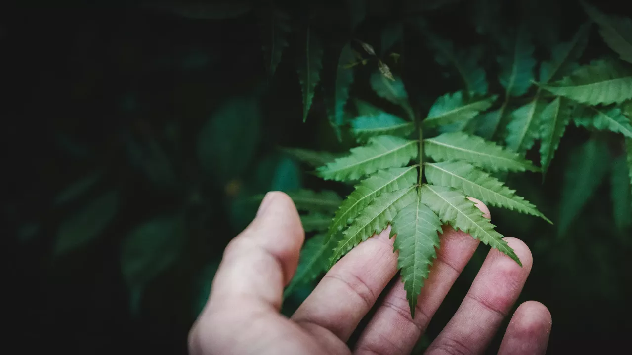 A close-up of a person's hand gently holding a green, serrated-edge leaf, set against a blurred background of more foliage. The leaf has a distinct, finely toothed pattern along its edges.