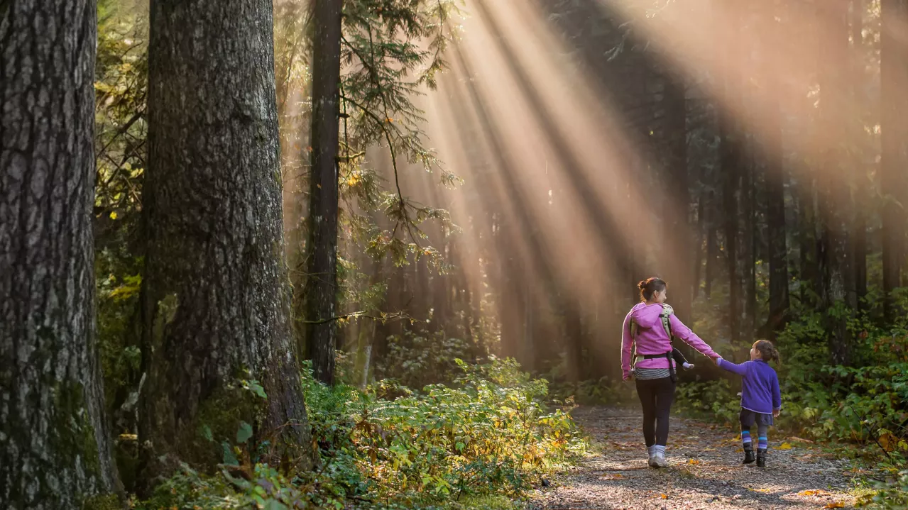 A mother and child hold hands while walking in a forest, with sunbeams streaming through the tall trees, illuminating the misty air and the leaf-strewn pathway.