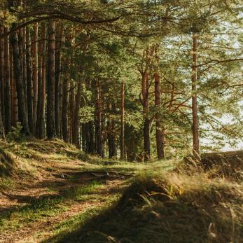 A Photo of Sunlight Streaming Through the Trees in a Forrest
