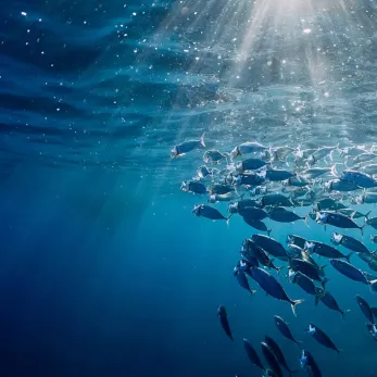 A large school of silver fish swimming in clean and safe ocean water, illuminated by rays of sunlight penetrating the surface.