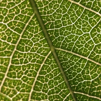 A close-up image of a green leaf showing its intricate network of veins. The veins create a web-like pattern, with various shades of green highlighting their structure. The texture of the leaf surface is detailed and prominently visible.