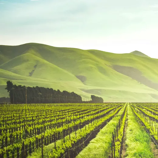 A serene vineyard with rows of young grapevines leading towards lush, green rolling hills under a clear sky. sunlight bathes the landscape, highlighting its vibrant colors.