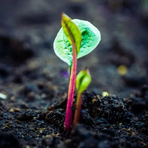 A close-up image of a young plant sprouting from the soil, featuring a vibrant green leaf and a reddish stem, with a blurred background emphasizing the growth.