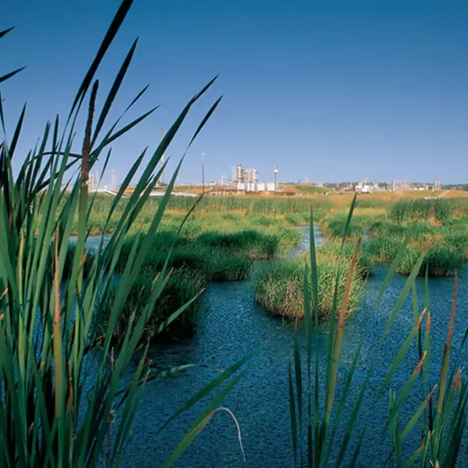 Industrial plant in the distance behind lush green wetlands under a clear blue sky, seen from behind tall reeds, emphasizing a contrast between nature and industry.