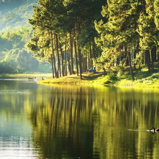 A tranquil lake reflecting tall pine trees under a warm, glowing morning light, with a slight mist hovering over the water.