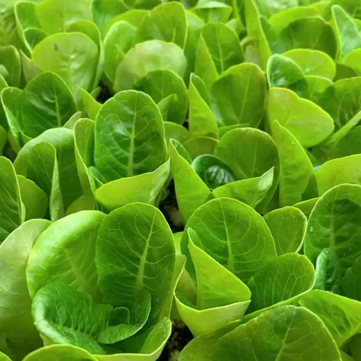 Close-up view of vibrant green butterhead lettuce leaves with visible veins and dew drops, showing fresh, healthy, and dense foliage.