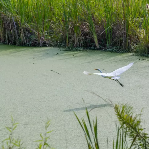 A white egret in flight over a green algae-covered pond with tall grasses on the sides.