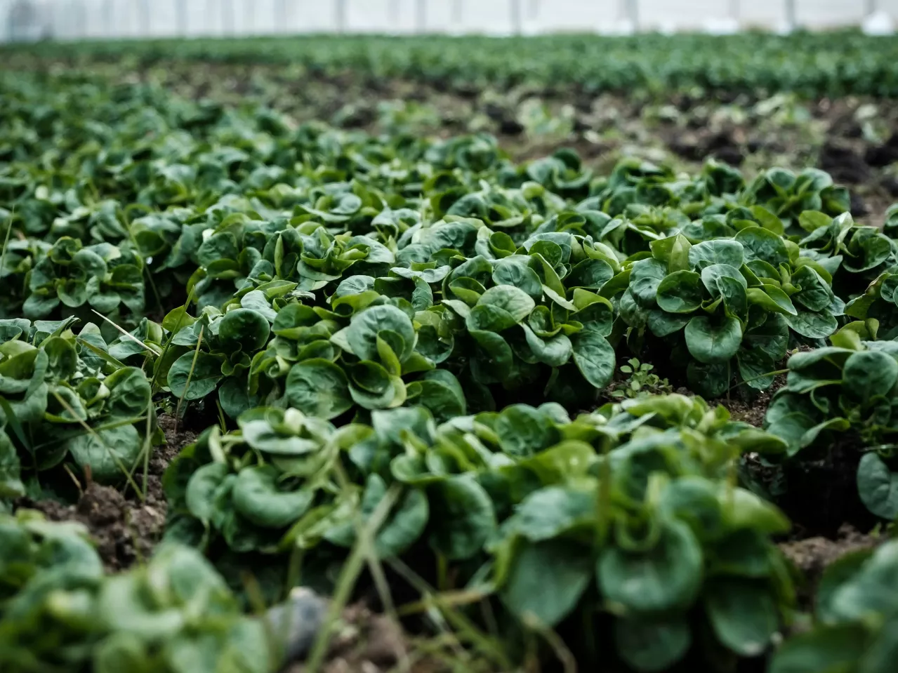 A close-up photo of vibrant green spinach leaves growing in neat rows in a field.