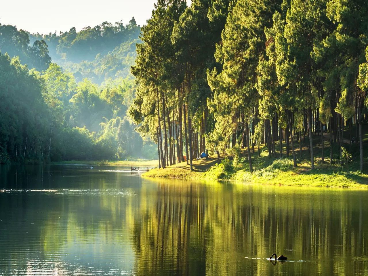 Lush green trees reflecting in a calm lake with a lone duck swimming in the foreground under soft sunlight.