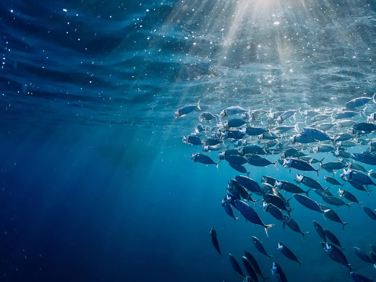A large school of silver fish swimming in clean and safe ocean water, illuminated by rays of sunlight penetrating the surface.