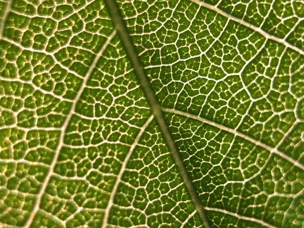 A close-up image of a green leaf showing its intricate network of veins. The veins create a web-like pattern, with various shades of green highlighting their structure. The texture of the leaf surface is detailed and prominently visible.